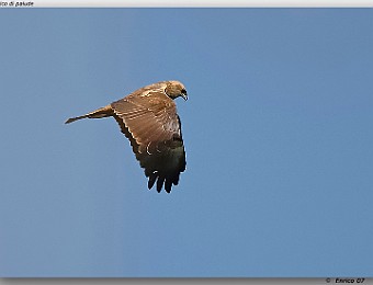 Animali 037